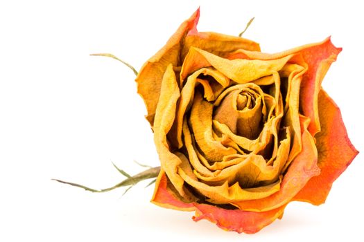 closeup of a dried red rose on white background