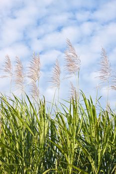 Close up of a sugar cane field in bloom against a blue sky