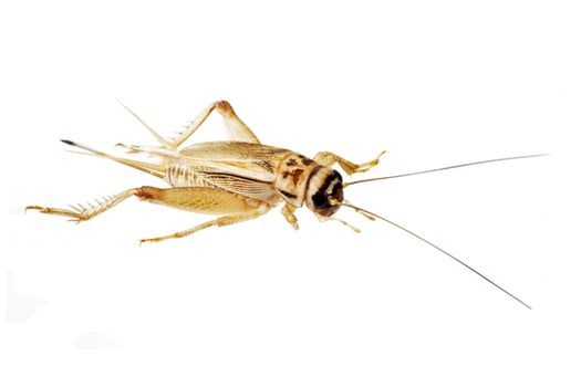 Closeup of an Australian cricket isolated over white