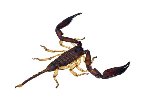 A large Australian scorpion isolated over white