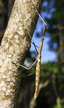 An enormous stick insect climbing the trunk of a tree