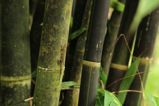 bamboo with lizard