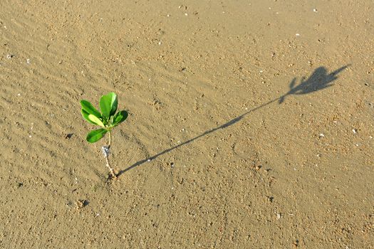 mangrove