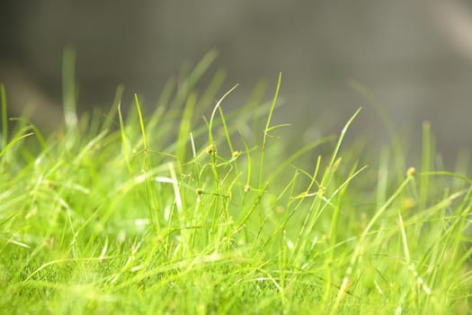 grass in morning