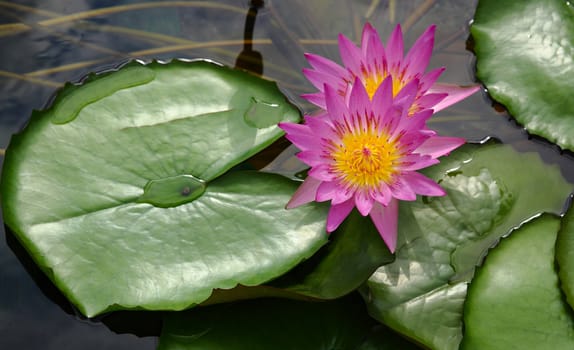 lotus