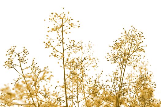 Yellow toned plant isolated over white