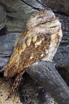 A papuan frogmouth (Podargus papuensis) perching on a log