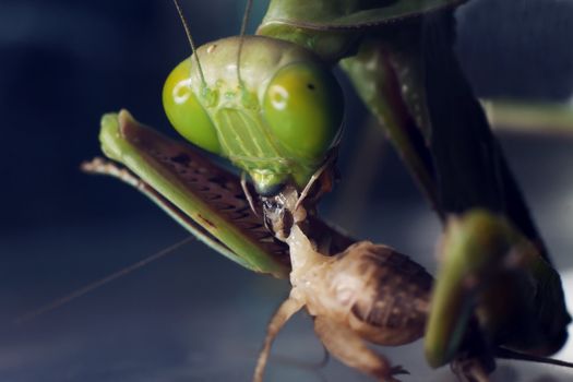 A macro shot of an Australian Praying Mantis eating a cricket 