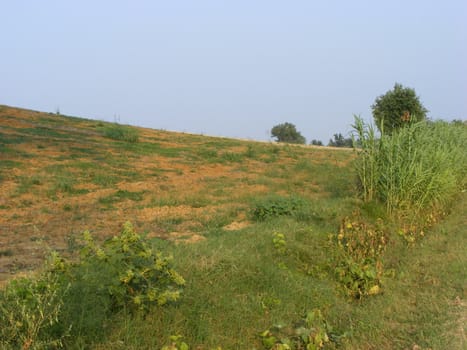 Landscape of Hills and trees 