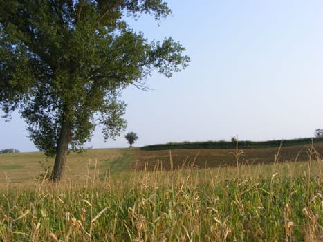 Landscape of Hills and trees 