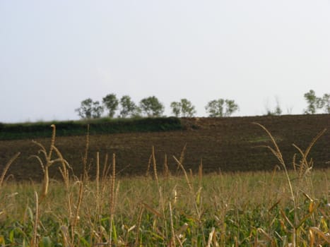 Landscape of Hills and trees 