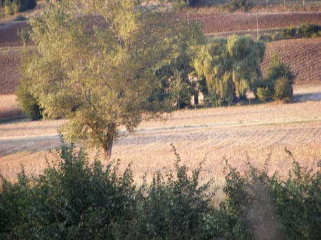 Landscape of Hills and trees 