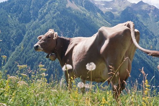 beautiful cow free on a high pasture in Italian Alps