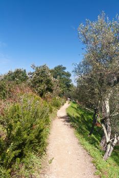 beautiful path between olive tree and bushes in Liguria, Italy