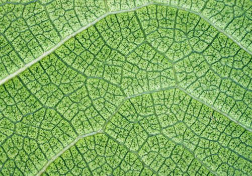 Lush green leaf closeup background or texture showing intricate and detailed veins 