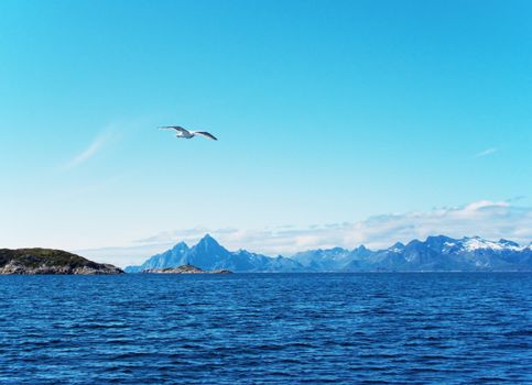 Seagull over Norwegian sea. Summer, sunday