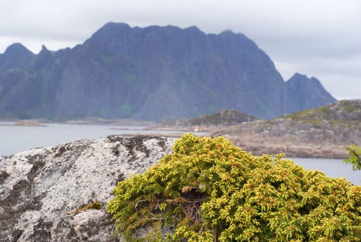 Plant on a stone. Lofoten Islands in the north of Norway.