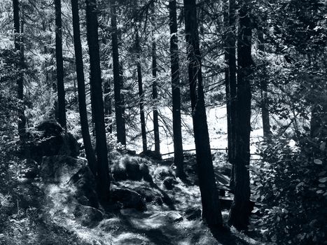 Landscape of mountains and wood