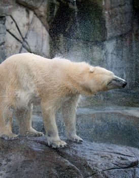 Polar bear shaking water out of the fur, seen in the Copenhagen ZOO.