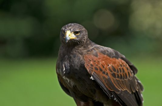 Buzzard seen in the Copenhagen ZOO, Denmark