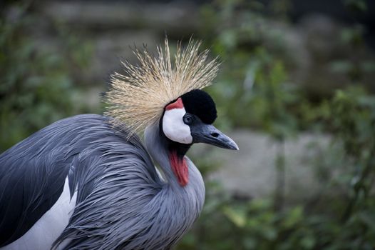 Copenhagen ZOO, Denmark.

East African crowned cranes (also called gray crowned cranes) get their name from a distinctive tuft of bristle-like golden feathers located on the top of the head. They are mostly gray, with white upper and under wing coverts and a black head. They have large white cheek patches with a small triangle of red near the top. The legs and bill are black, eyes are light gray, and have a scarlet throat lappet. Their bill is short in comparison with other cranes. 