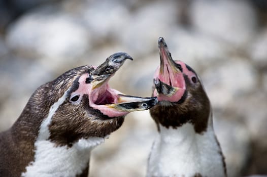 The Humboldt Penguins colony in the Copenhagen ZOO. The Humboldt penguin is mostly blackish-gray in color with a white breast.