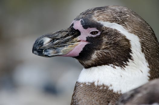 The Humboldt Penguins colony in the Copenhagen ZOO. The Humboldt penguin is mostly blackish-gray in color with a white breast. The adults have a black horseshoe shaped band on the breast and a white head stripe. 