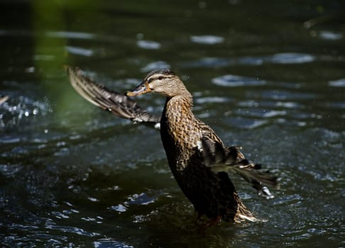 Female grey duck about to fly up from the lake in Copenhagen Center, Denmark