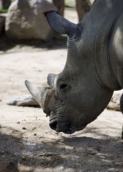 White rhino seen in profile, Copenhagen ZOO, denmark