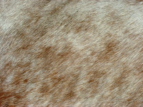 A close up of a horses hair.