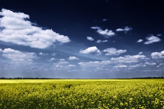 blooming canola fields with dramatic blue sky