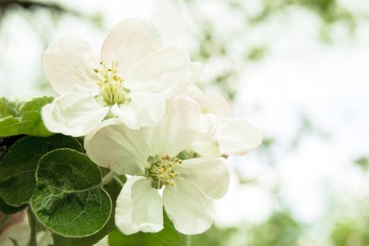 closeup of apple blossoms branch