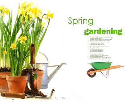 Pots of daffodils with rubber boots on white background
