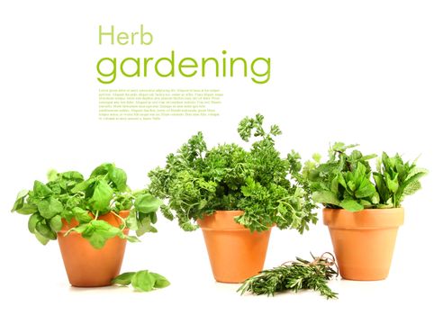 Clay pots with herbs on white background