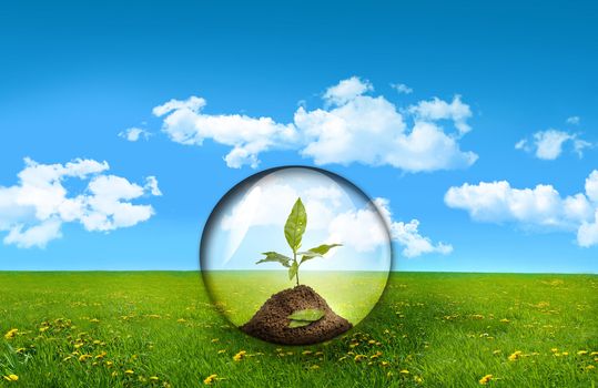 Glass sphere with plant in a field of grass