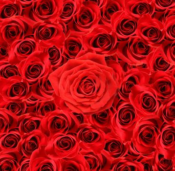 Over view of large red roses for special occasions