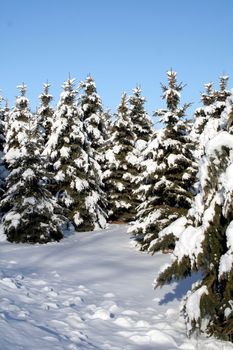 A path running through a bunch of snow covered evergreens.
