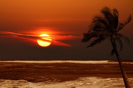 Lone Palm Tree at Sunrise With Dramatic Colors of Orange