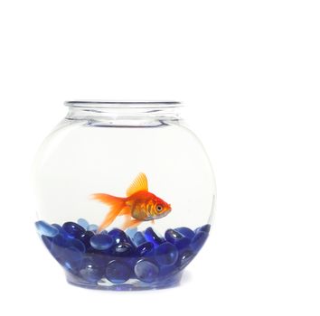 Lone Goldfish in a Fishbowl WIth Blue Rocks