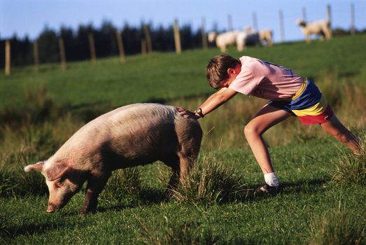 The farming life in Sweden and all the sweet animals.