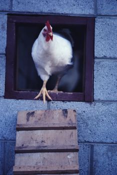 The farming life in Sweden and all the sweet animals.