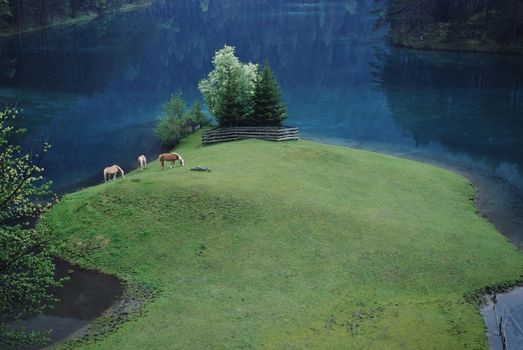 The farming life in Sweden and all the sweet animals.