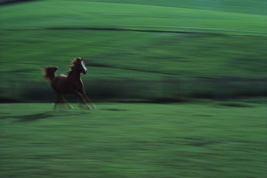 The farming life in Sweden and all the sweet animals.