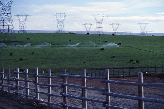 The farming life in Sweden and all the sweet animals.