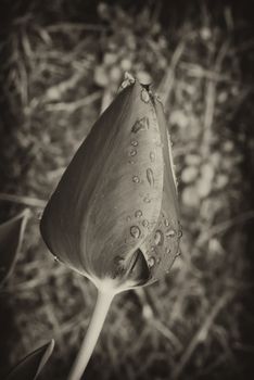 Closed Red Tulip on a Tuscan Garden, Italy