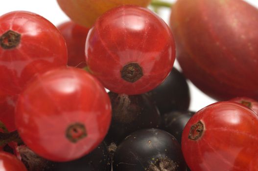 Closeup shot of gooseberry black and red currants.