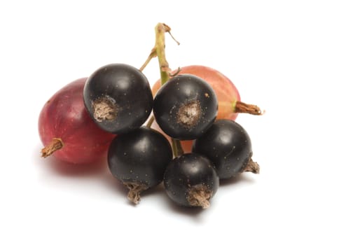 Gooseberry and black currant on a white background.