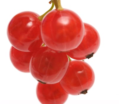 Close up shot of a red currant on a white background.