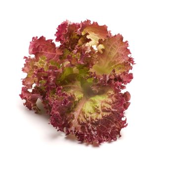 Lettuce on a white background.