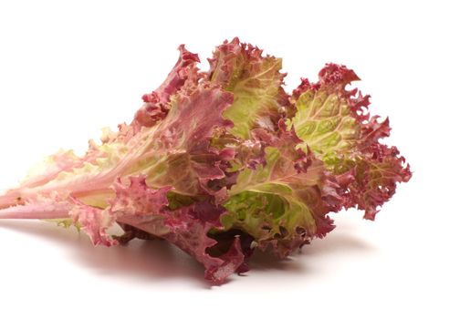 Lettuce isolated on a white background.